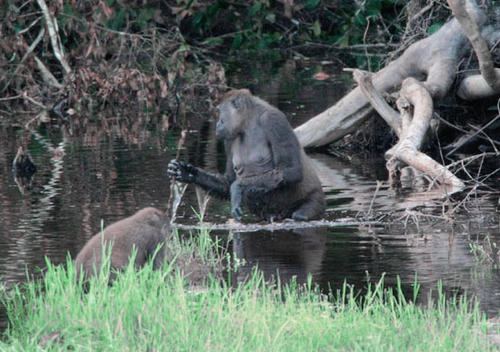 Ein Weibchen des Westlichen Flachlandgorillas im Nouablé-Ndoki-Nationalpark in Kamerun. Mit einem Stock lotet es die Wassertiefe aus. Das Bild gilt als der erste Nachweis für Werkzeugherstellung und -nutzung frei lebender Gorillas.
