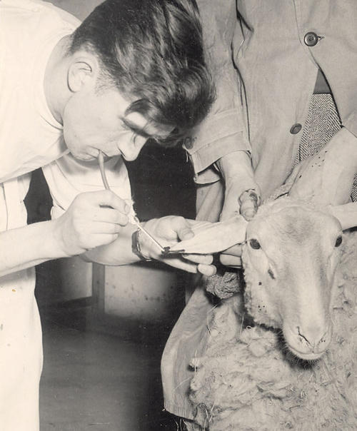 ... oder ein namenloses Schaf – den Veterinärmedizinern ging es auch schon 1952 um das Wohlergehen ihrer Patienten.