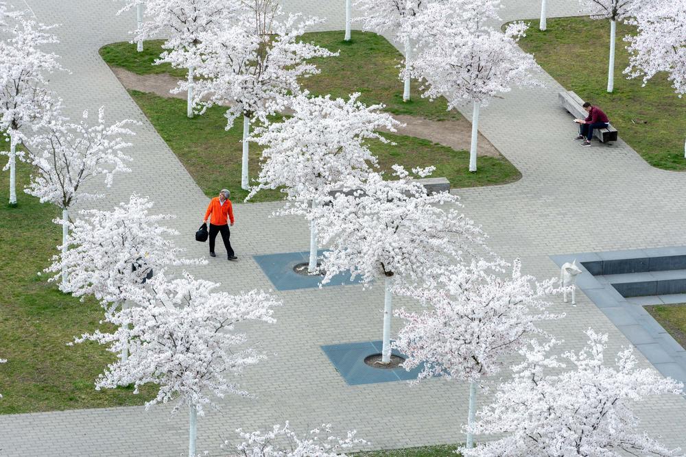 Raúl Rojas, ehemaliger Informatik-Professor an der Freien Universität, bestaunt die Blütenpracht der Kirschbäume vor der Holzlaube.