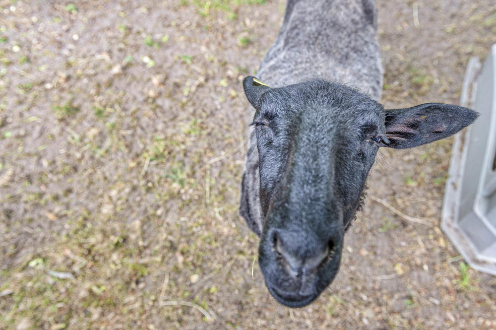 Die Veterinärmedizin der Freien Universität kümmert sich um vielerlei Tiere – auch um Schafe.