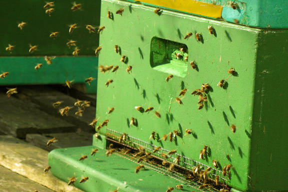 Bienen am Fachbereich Veterinärmedizin