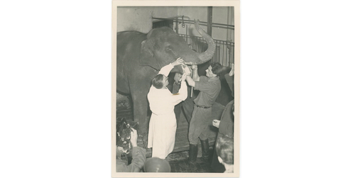 Erwin Becker behandelt die Elefantendame Shanti aus dem Berliner Zoo in der Tierklinik auf dem Stadtgut Düppel, 18.12.1952